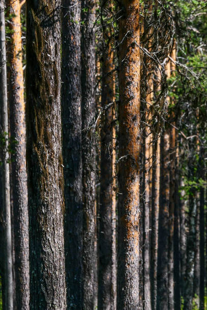 Jokkmokk, Σουηδία Ένα δάσος από πεύκα - Φωτογραφία, εικόνα