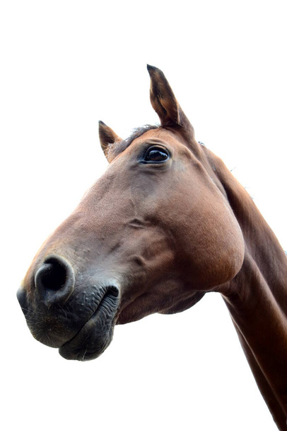 Portrét koně - hlava koně izolovaná na bílém pozadí - Fotografie, Obrázek