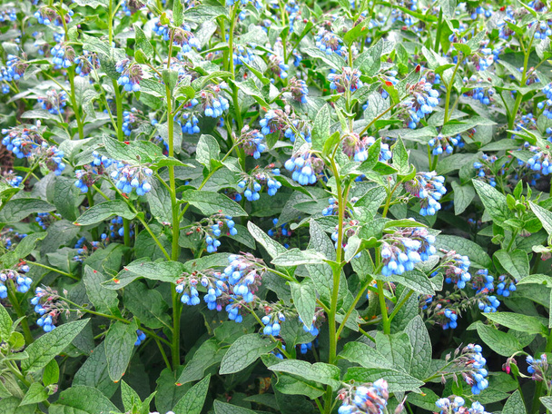 青い花を咲かせるコンフリー薬用植物(スモフィトゥム) - 写真・画像