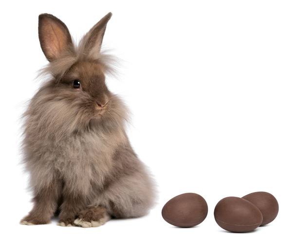 A chocolate lionhead bunny rabbit with chocolate eggs - Photo, Image