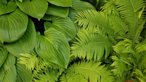 Tropikal bitki ve eğreltiotu yapraklarının tüm yeşil doğal arkaplanı. Yağmur ormanlarının taze egzotik bitki örtüsü. Tohumsuz damar bitkileri - Fotoğraf, Görsel