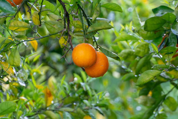 Sinaasappelcitrusvruchten plantages op Peloponnesos, Griekenland, nieuwe oogst van zoete sappige sinaasappelen - Foto, afbeelding