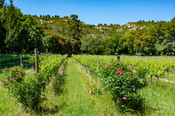 Productie van roos, rode en witte wijn in Alpilles, Provence, Zuid-Frankrijk, uitzicht op wijngaard in het begin van de zomer - Foto, afbeelding