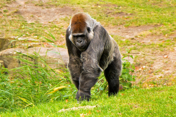Gorila en el zoológico, Vida silvestre escena animal, mamífero en la hierba verde Berlín, Alemania
. - Foto, Imagen