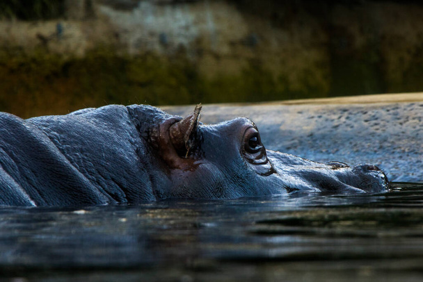 Ippopotamo in acqua, Zoo di Berlino, animali selvatici
 - Foto, immagini