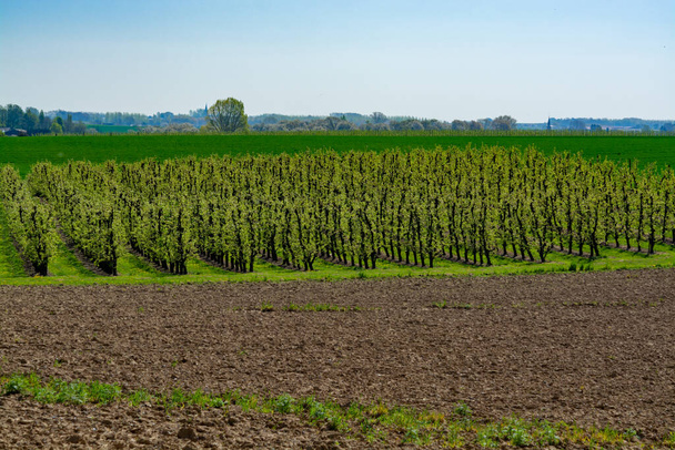 Lente landschap met boeren geploegde velden, groen gras, fruitbomen boomgaarden en blauwe lucht, natuur achtergrond - Foto, afbeelding