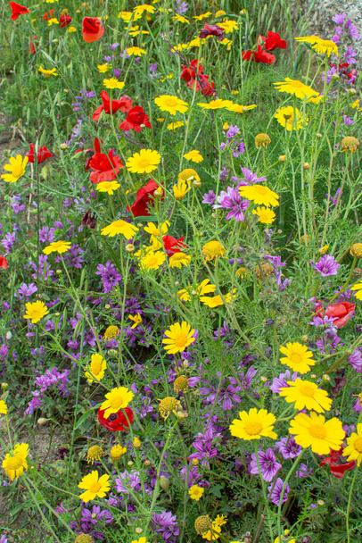 Flora de Sicilia, flor colorida de flores silvestres en el prado en las montañas de cerca, la producción de miel bio natural
. - Foto, Imagen