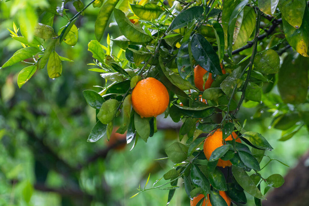 Sinaasappelcitrusvruchten plantages op Peloponnesos, Griekenland, nieuwe oogst van zoete sappige sinaasappelen - Foto, afbeelding