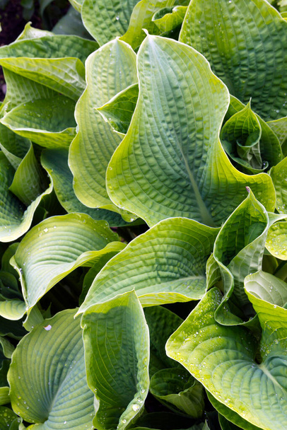 Levendige groene hosta bladeren volledig frame close-up na regen - Foto, afbeelding