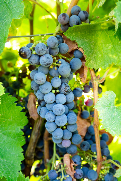 Rebstock auf Weinberg, der in Italien Rotweintrauben anbaut, Sirah, Petit Verdot, Cabernet Sauvignon Trauben - Foto, Bild