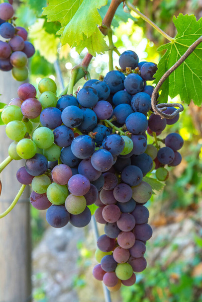 Rypälekasvi viinitarhalla, punaviinirypäleiden viljely Italiassa, Sirah, Petit Verdot, Cabernet Sauvignon rypäleet - Valokuva, kuva
