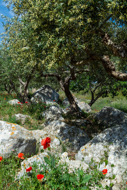 Azeitonas plantadas em plantações agrícolas em Itália, produção de azeite virgem extra
 - Foto, Imagem