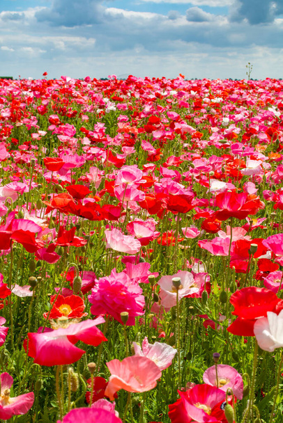 Fondo colorido de la naturaleza, campos de amapola con muchas flores de amapola blancas, rosas y rojas
 - Foto, Imagen