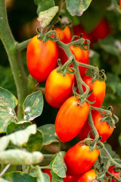 Longo vermelho italiano datterini pomodori tomates crescendo em estufa, usado para passata, massas e saladas
 - Foto, Imagem