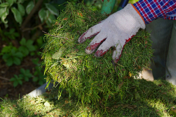 Le jardinier jette du foin avec des fourchettes dans ses mains. Herbe verte fraîchement coupée. Outils de jardinage à la main. Prendre soin du jardin de la maison. - Photo, image