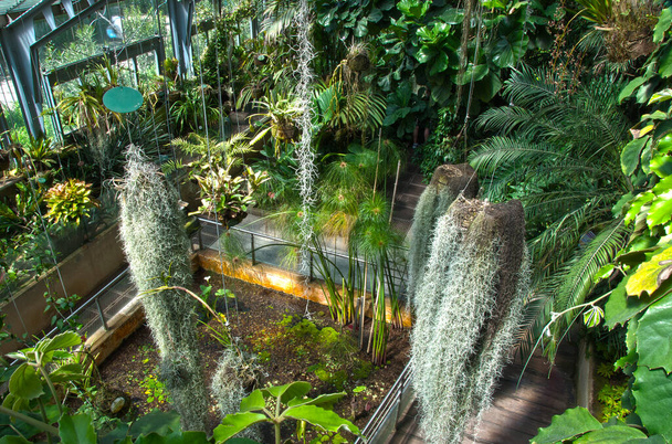 Real Jardín Botánico de Madrid, España, vista panorámica. Dentro del invernadero del edificio público, hermosa flora verde por todas partes
. - Foto, imagen