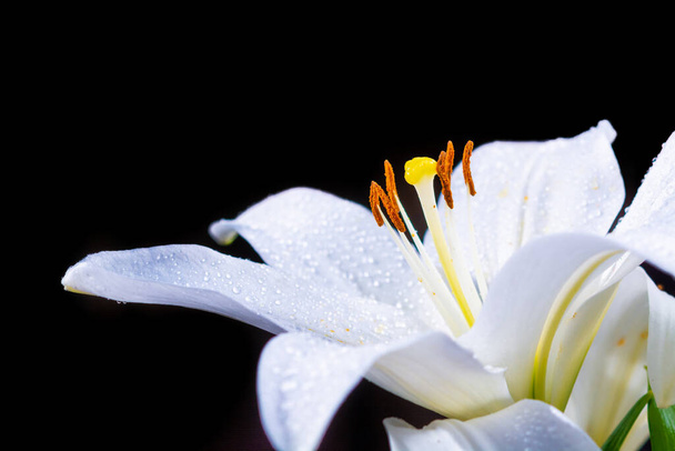 Fleurs de lililium blanc, symbole d'amour et d'innocence close up - Photo, image