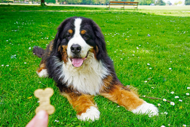 Allenamento di obbedienza con il cane di montagna bernese nel parco  - Foto, immagini