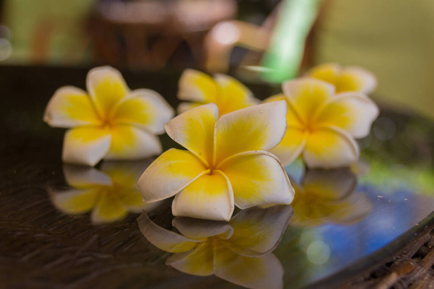 Blossoming plumeria flowers in Rethymno, Crete, Greece. Plumeria  is a genus of flowering plants in the dogbane family. It contains primarily deciduous shrubs and small trees. The flowers are native to Central America, Mexico, the Caribbean, and Sout - Photo, Image