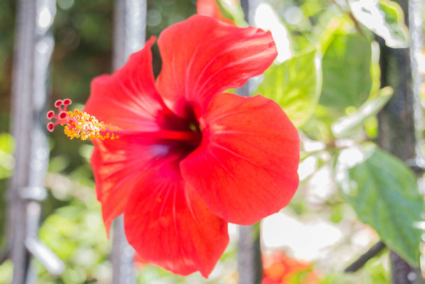 Fleurs d'hibiscus rouges. Hibiscus est un genre de plantes de la famille des Malvaceae.. - Photo, image