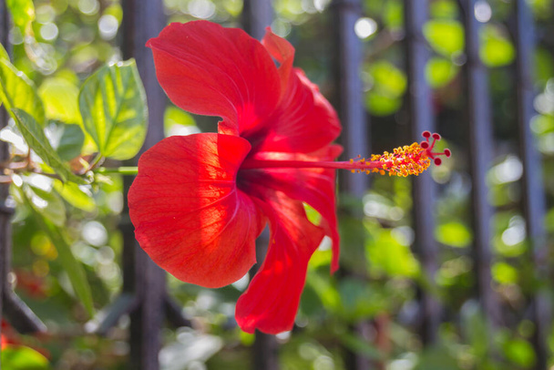 Vörös hibiszkusz virágok. A hibiszkusz a mályvacukor családba tartozó virágzó növények, a Malvaceae nemzetsége.. - Fotó, kép