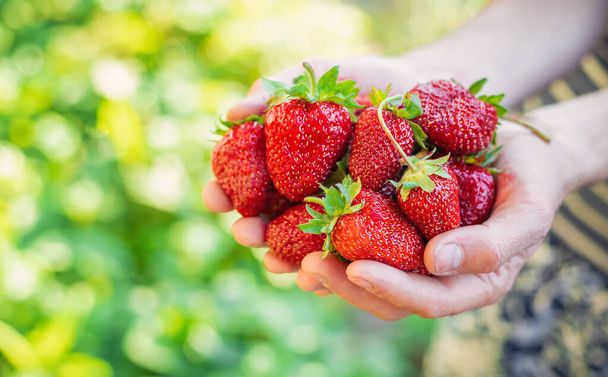 Φράουλα στα χέρια ενός αγρότη στον κήπο. Επιλεκτική εστίαση. τρόφιμα. - Φωτογραφία, εικόνα