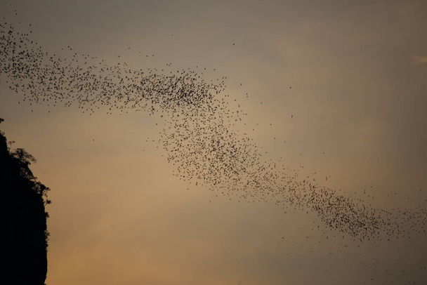 group of bats are flying out a living - Photo, Image