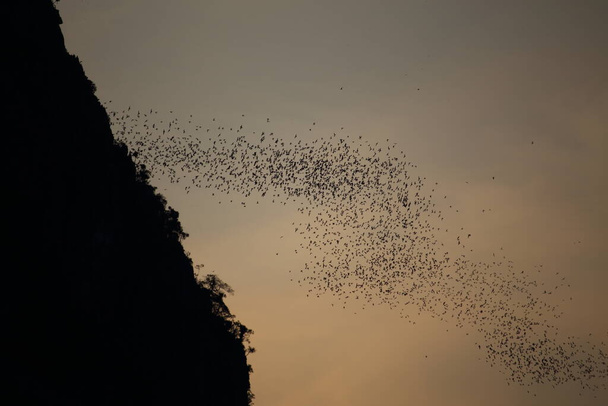 Fledermausgruppe fliegt aus dem Leben - Foto, Bild