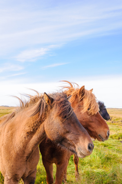 ісландський коней
 - Фото, зображення