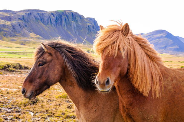 Cavalli islandesi
 - Foto, immagini