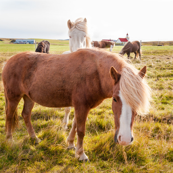 Cavalli islandesi
 - Foto, immagini