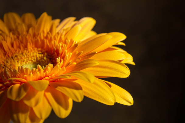 Large yellow gerbera close up on an isolated background. - Photo, Image