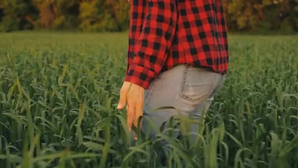fiatal nő farmer sétál át a búzamezőn naplementekor, megérintve zöld búzafülkét a kezével - mezőgazdasági koncepció. Egy búzamező érlelődik a meleg napon. üzletasszony vizsgálja meg a területen. - Felvétel, videó