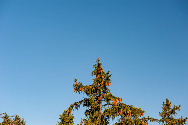 Smrk (Picea abies) shora z boku s kuželem (strobilus, strobil). Modrá obloha na pozadí. Černý smrk jehličnaté rostliny pod modrou oblohou. Zralé borové šišky na vrcholu Picea omorika - Fotografie, Obrázek