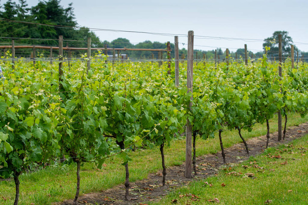 Filas con uvas blancas en viñedos holandeses en Brabante Septentrional, producción de vino en los Países Bajos
 - Foto, Imagen