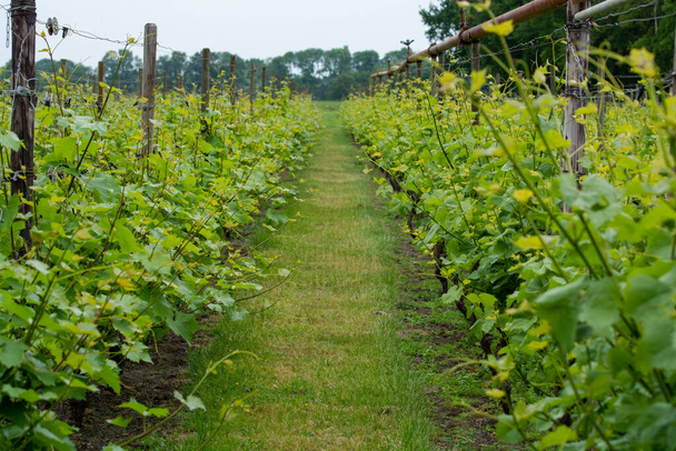 Filas con uvas blancas en viñedos holandeses en Brabante Septentrional, producción de vino en los Países Bajos
 - Foto, Imagen