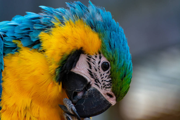 Makaw sininen-keltainen papukaija, pitkähäntäinen värikäs eksoottinen lintu lähikuva - Valokuva, kuva