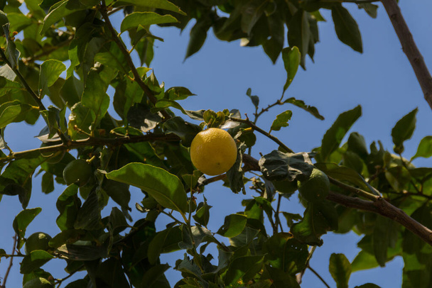 Лимон на дереві. Еліпсоїдний жовтий фрукт дерева використовується для кулінарних і некулінарних цілей по всьому світу, в першу чергу для його соку, який має як кулінарне, так і очисне використання
. - Фото, зображення