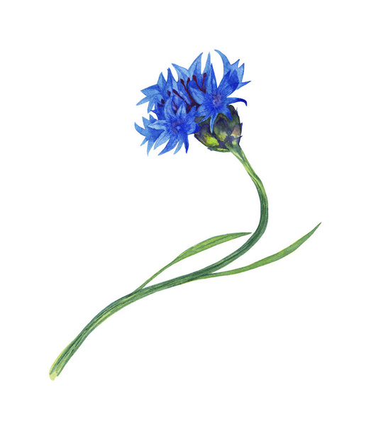 Illustration of realistic blue garden cornflower. Colorful summer bloom flower on winding stem with leaves. Watercolor hand painted isolated element on white background. - Foto, Imagem