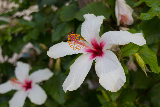 White hibiscus flowers. Hibiscus  is a genus of flowering plants in the mallow family, Malvaceae. - Photo, Image