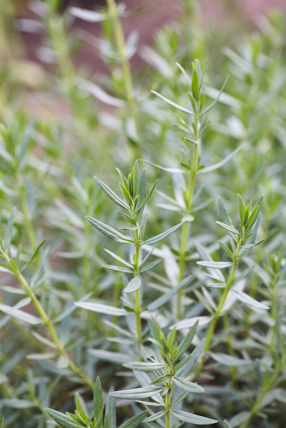 Rosemary herb bush in the garden. Close up. - Photo, Image