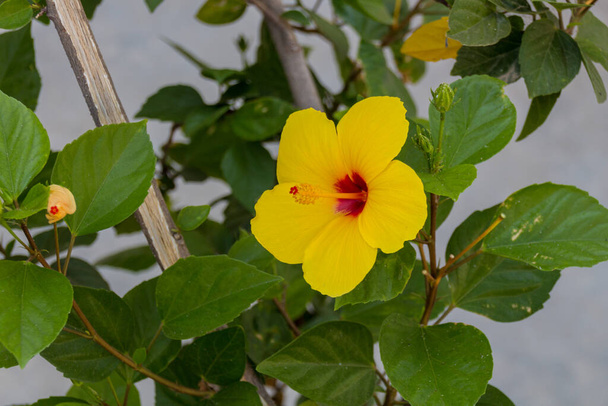 Yellow hibiscus flowers. Hibiscus is a genus of flowering plants in the mallow family, Malvaceae. The genus is quite large, comprising several hundred species that are native to warm-temperate, subtropical and tropical regions throughout the world. - Photo, Image