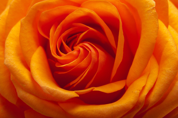 Nahaufnahme Bild einer einzelnen orangen Rose - Foto, Bild