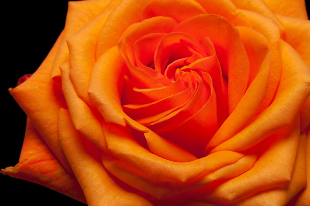 Закрыть изображение одной апельсиновой розы
 - Фото, изображение