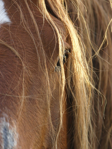 Eine Nahaufnahme des Gesichts einer seltenen Rasse Suffolk Punch Pferd zeigt sein sanftes Auge. - Foto, Bild