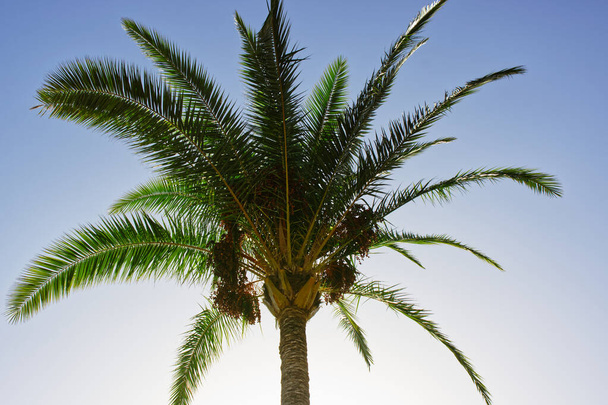 Palmeira em Santa Cruz, La Palma, Ilhas Canárias
 - Foto, Imagem