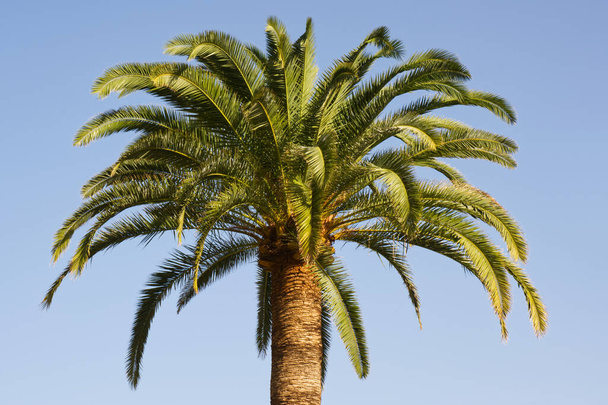 Пальма в Санта - Крус (Ла - Пальма, Канарські острови). - Фото, зображення