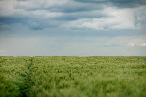 Green Barley Field on a sunny day, Europa. - Photo, Image