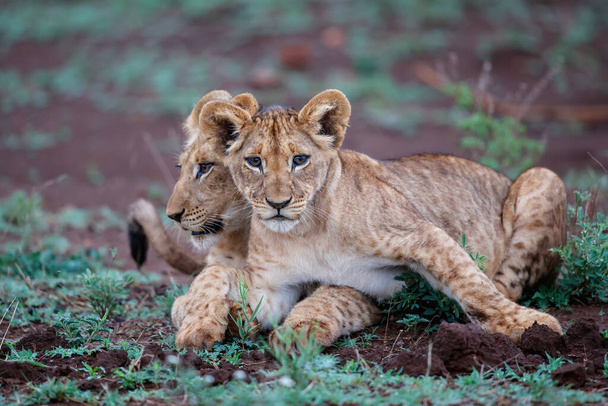 kaksi leijonanpentua osoittaa kiintymystä toisiaan kohtaan Zimanga Game Reserve Kwa Zulu Natal Etelä-Afrikassa - Valokuva, kuva