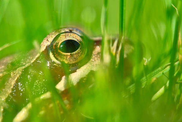 Frog sits in the grass close up - Fotó, kép